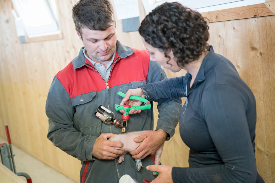 Ferkelimpfung in Absprache mit dem Hoftierarzt frühestens ab dem 10. Lebenstag