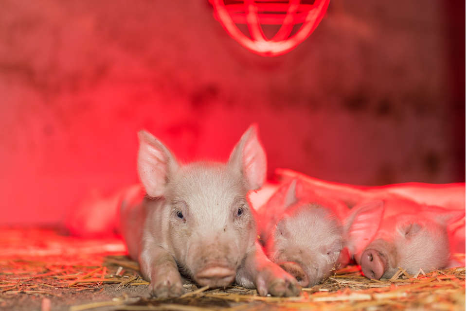 Ein warmes und trockenes Ferkelnest ist ein wichtiger Faktor gegen Saugferkeldurchfall