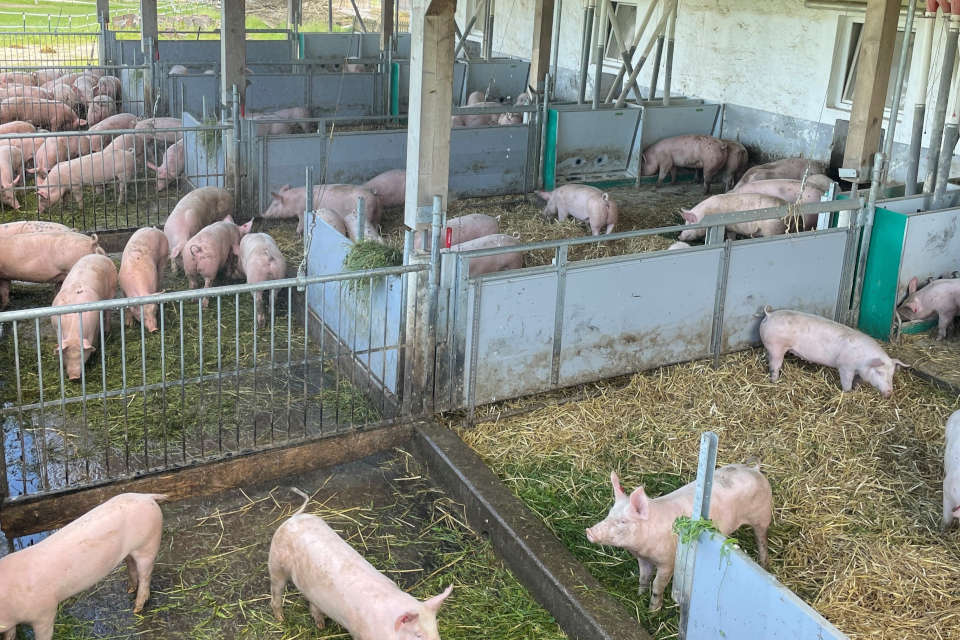 Eine sehr einfache und kostengünstige Möglichkeit ist die Kühlung mit einem Berieselungsschlauch (Quelle: Beratung für Naturland)