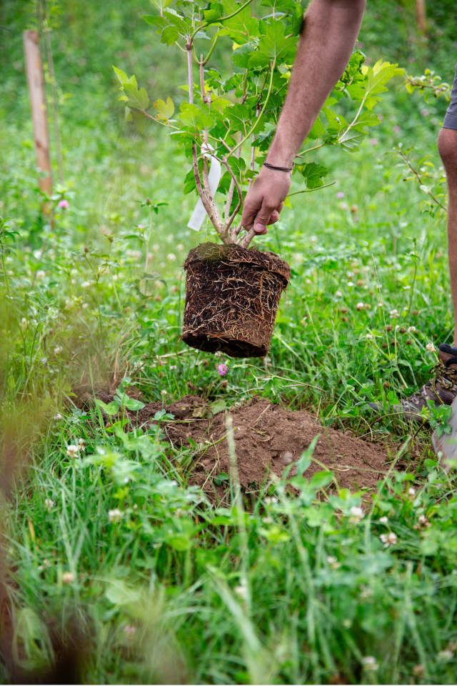 Die Anlage einer Hecke wird über eine Dauer von fünf Jahren mit jährlich 1,60 Euro/m2 unterstützt