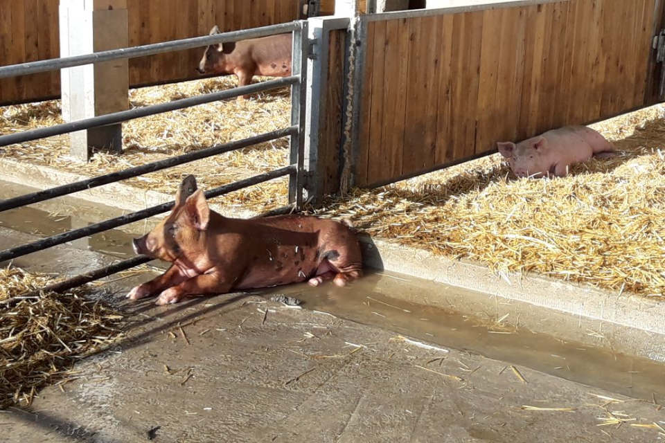 Das Schwein als Bauchkühler kann sich in Suhlen abkühlen. Dazu reichen wenige Zentimeter tiefe Suhlen (Quelle: Beratung für Naturland)
