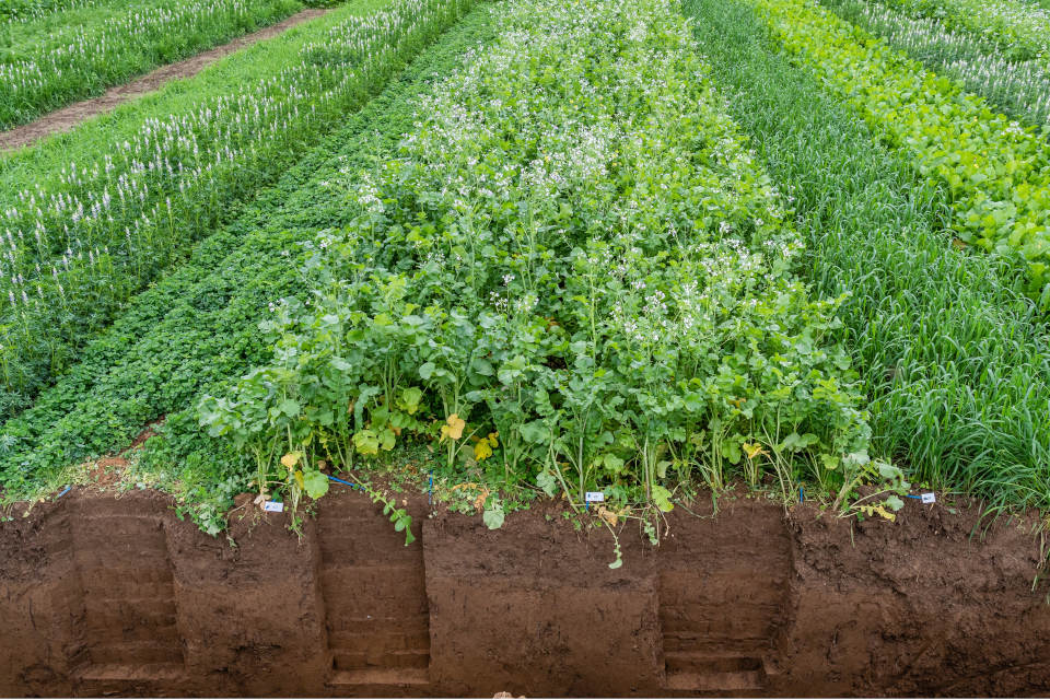 Podcast Folge 14 ZWF