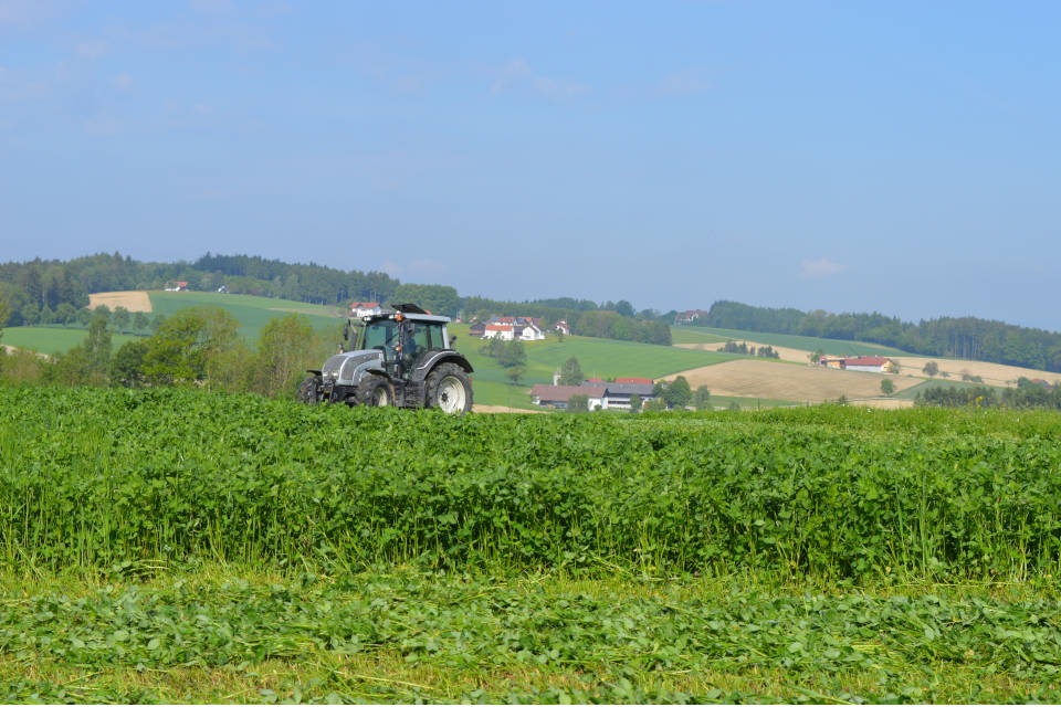Mehrmaliges Mähen je nach Kleegrasaufwuchs ist eine effektive Strategie zur Bekämpfung von Disteln