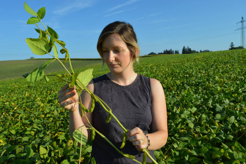 Leguminosen stellen den zentralen Baustein einer Fruchtfolge dar, allerdings hier immer auf die Anbaupausen je nach Art achten (Quelle: Roman Goldberger)