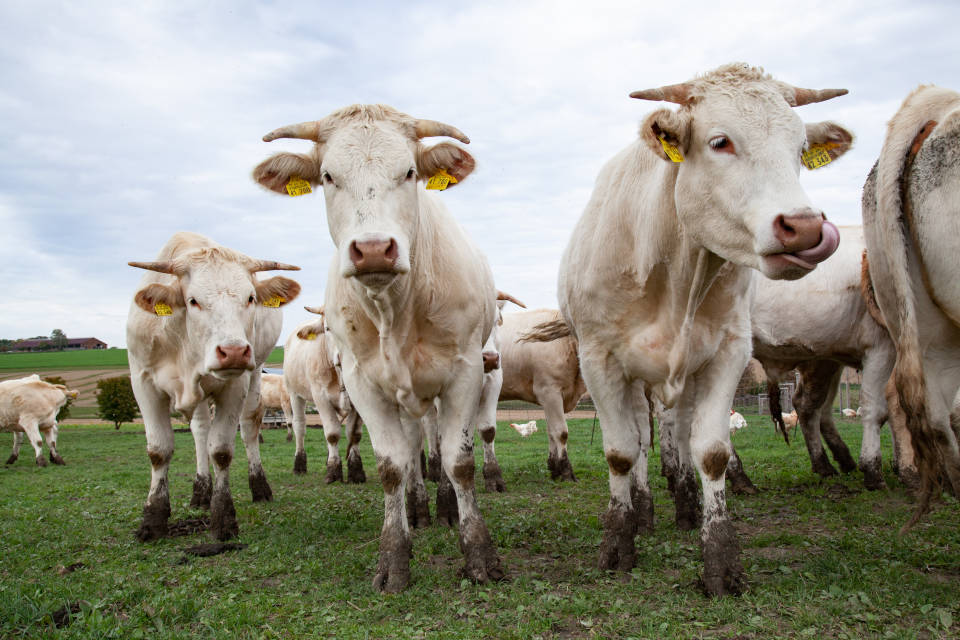 Der Steigflug der konventionellen Rinderpreise hat im Frühjahr nochmals Fahrt aufgenommen. So waren die Preise für Bio-Rindfleisch wieder am Zug, um den Preisabstand der Bio-Preise zur konventionellen Ware zu wahren. (Foto: Naturland / Sabine Bielmeier)