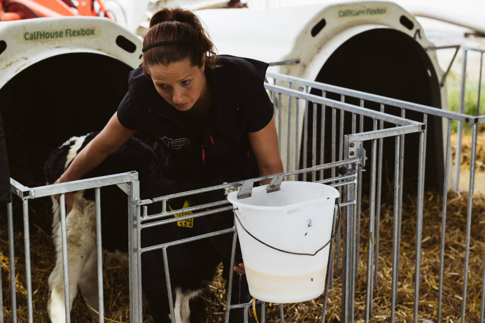 Ab der zweiten Mahlzeit sollte den Kälbern die Milch angesäuert als Sauertränke verabreicht werden.