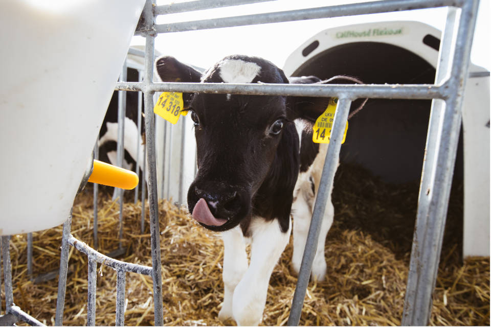 Die Sauertränke für Kälber ist eine mit Säure versetzte Milch, meist mit einer Temperatur von 25–30 °C. (Fotos: Naturland / Sebastian Stiphout)