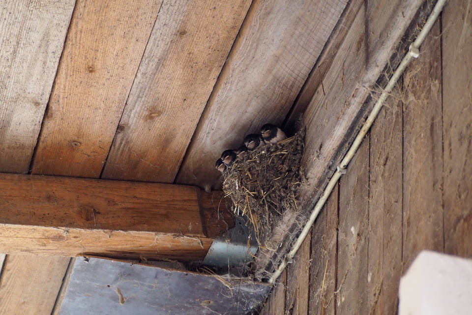 Von einem Schwalbenpaar werden pro Tag zwischen 13.000 und 15.000 Insekten gefangen, welche an ihre Jungen verfüttert werden. (Fotos: Rieke Wüpping)