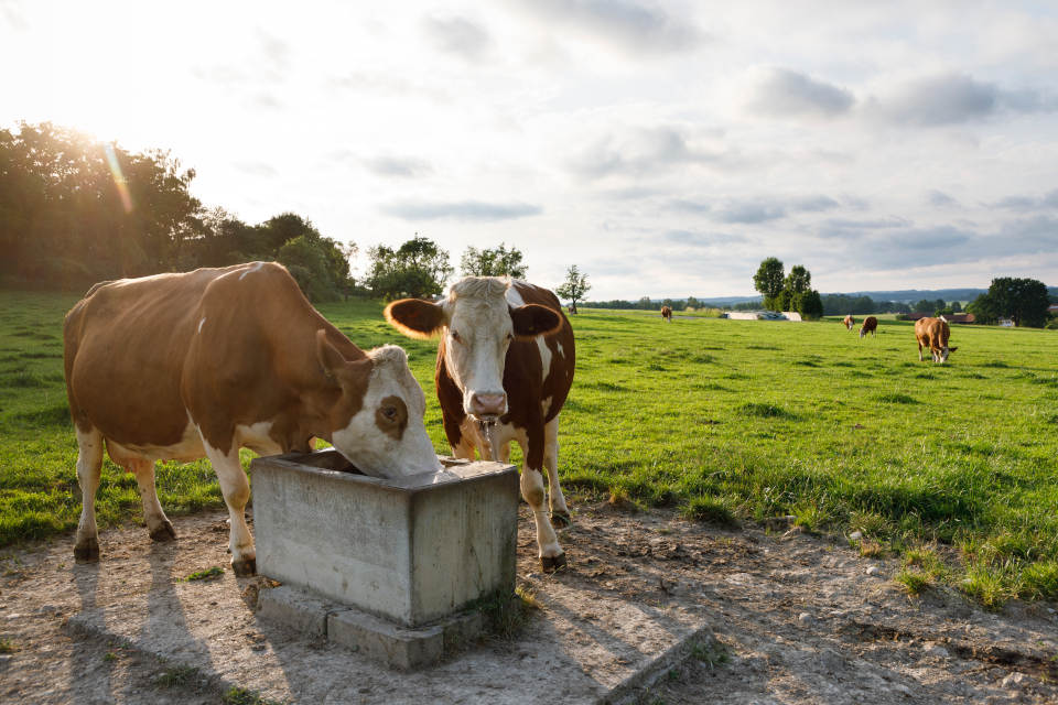 Saubere Tränkestellen, die regelmäßig umgesetzt werden oder befestigt sind, tragen ebenso zur Reduktion des Infektionsdrucks bei (Quelle: Naturland)
