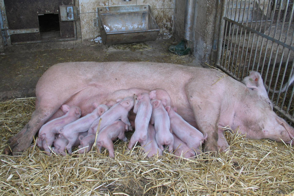 Jedes Ferkel muss mindestens 250 g Kolostrum möglichst schnell nach der Geburt aufnehmen