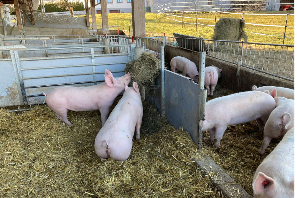 Ungenützte Ecken können schnell verkoten. Eine Raufe kann hier Abhilfe (Quelle: Beratung für Naturland)