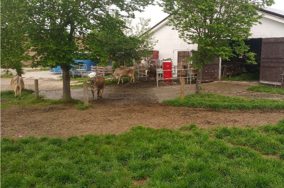 Podcast Folge 17 Arrondierte Weidefläch 960px