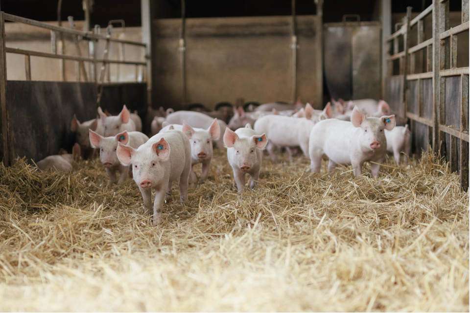 Sojabohne kurz vor der Ernte (Quelle: Schneider, Ufop)