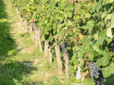 Weinberg (Quelle: Ralf Alsfeld, Naturland e.V.)