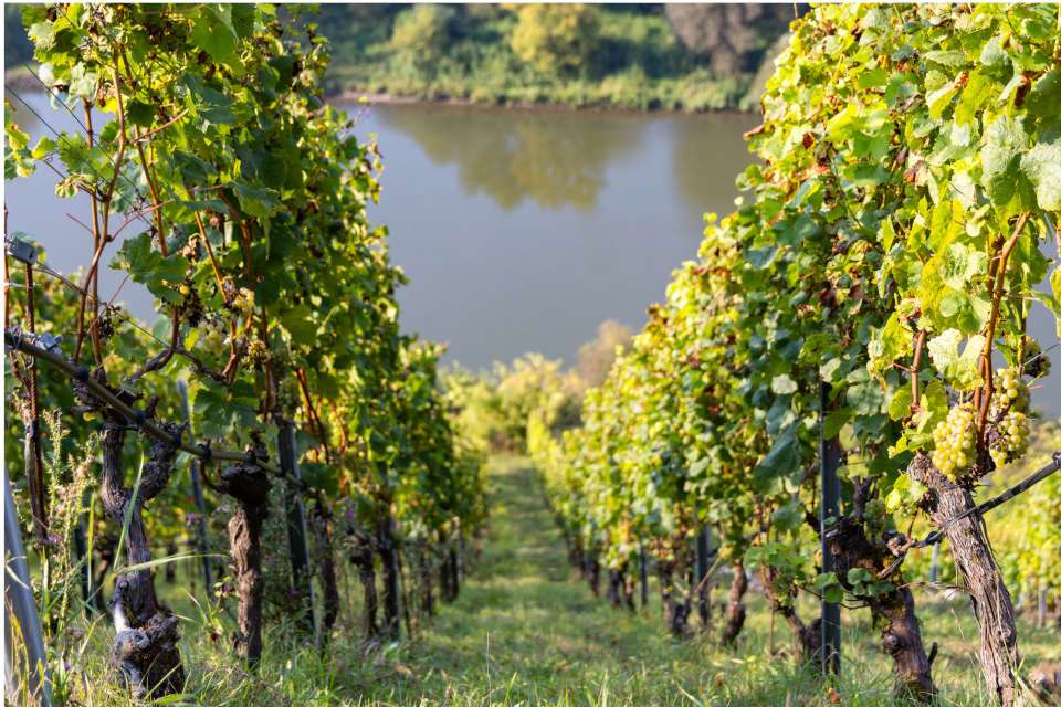 Weinreben (Quelle: Ralf Alsfeld, Naturland e.V.)