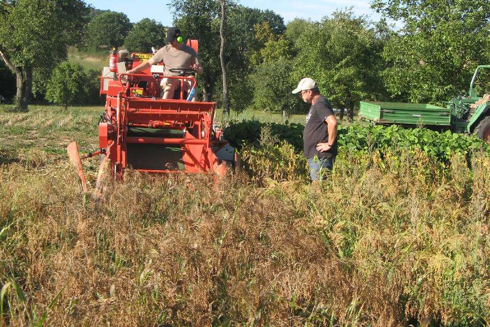 Ernte einer Hirseparzelle (Quelle: Rösch)