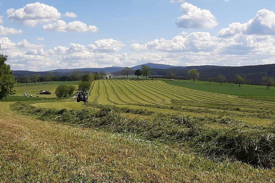 Luzerne-Ernte (Quelle: Irene Jacob, Beratung für Naturland)