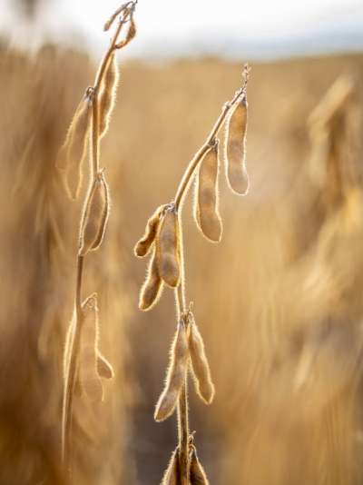 Reife Sojabohnenpflanze auf dem Feld