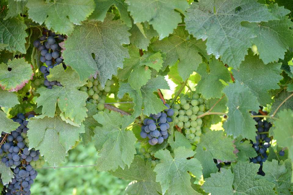 blaue und grüne Trauben an einem Rebstock
