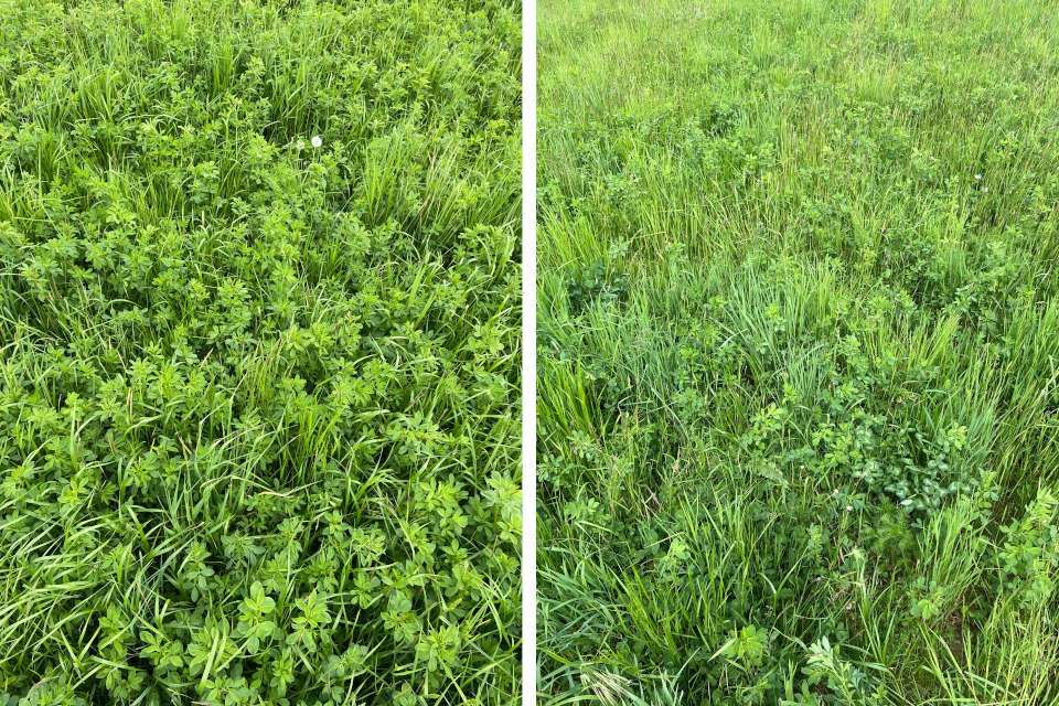 Luzernebestand mit Vergilbungserscheinungen. Quelle: Irene Jacob