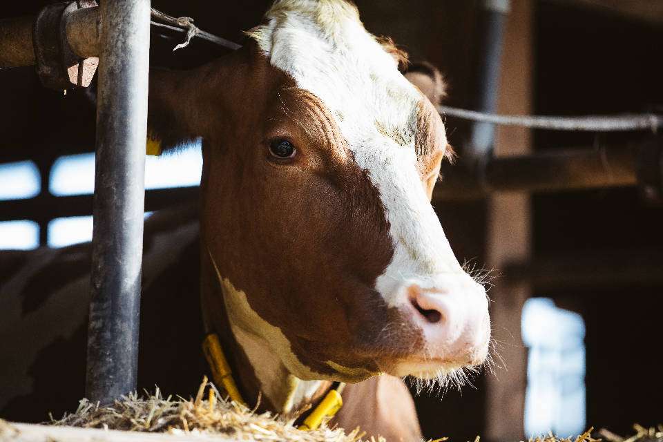 Kuh (Quelle: Naturland e.V.)