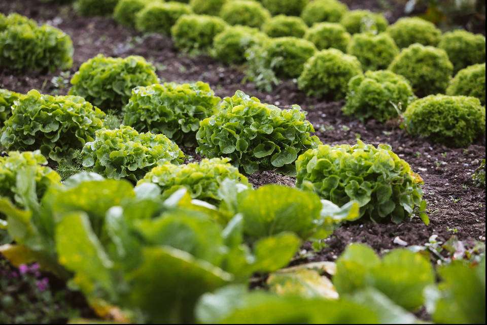 Salatreihen (Quelle: Naturland e.V.)