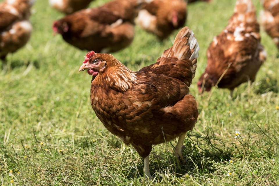 Hühner (Quelle: Naturland e.V.)