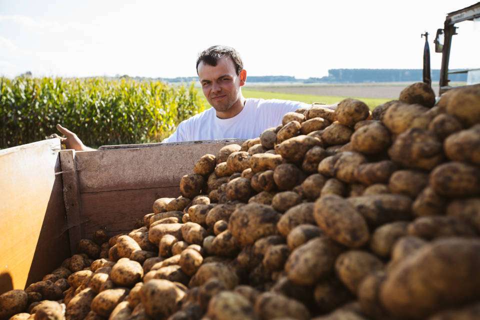 Kartoffelernte (Quelle: Naturland e.V.)