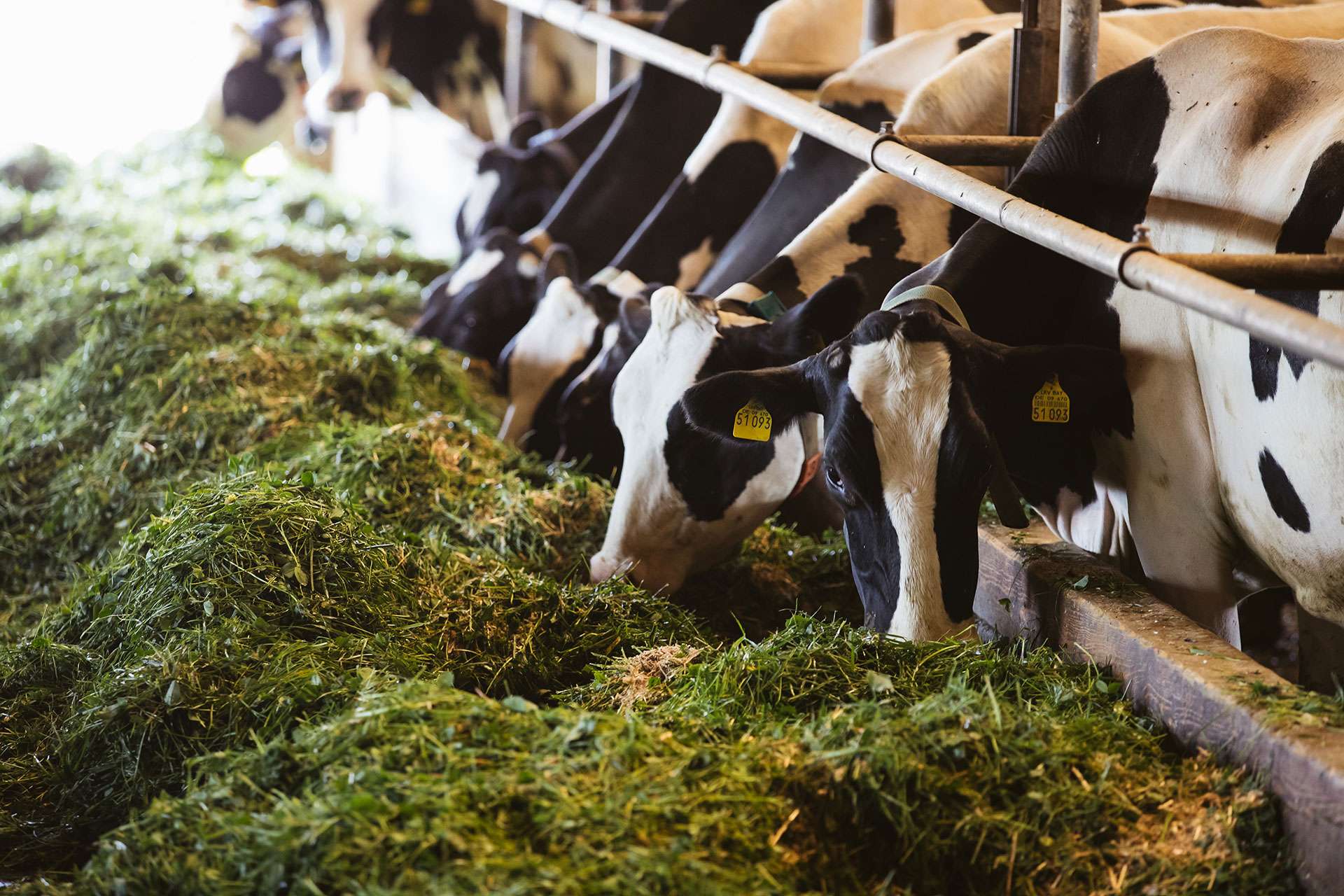 Rinder beim Fressen (Quelle: Naturland e.V.)