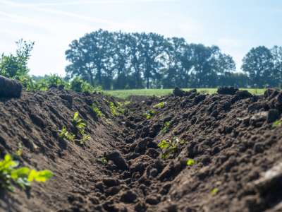 Erde (Quelle: Beeing Organic)