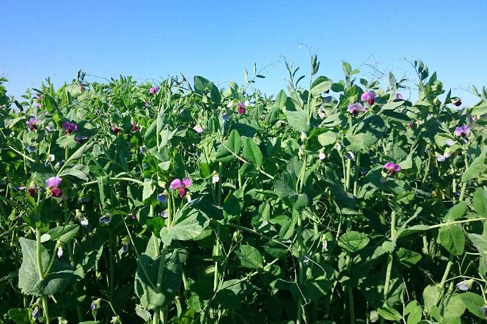 Erbsen-Wicken-Gemenge (Quelle: Irene Jacob, Beratung für Naturland)