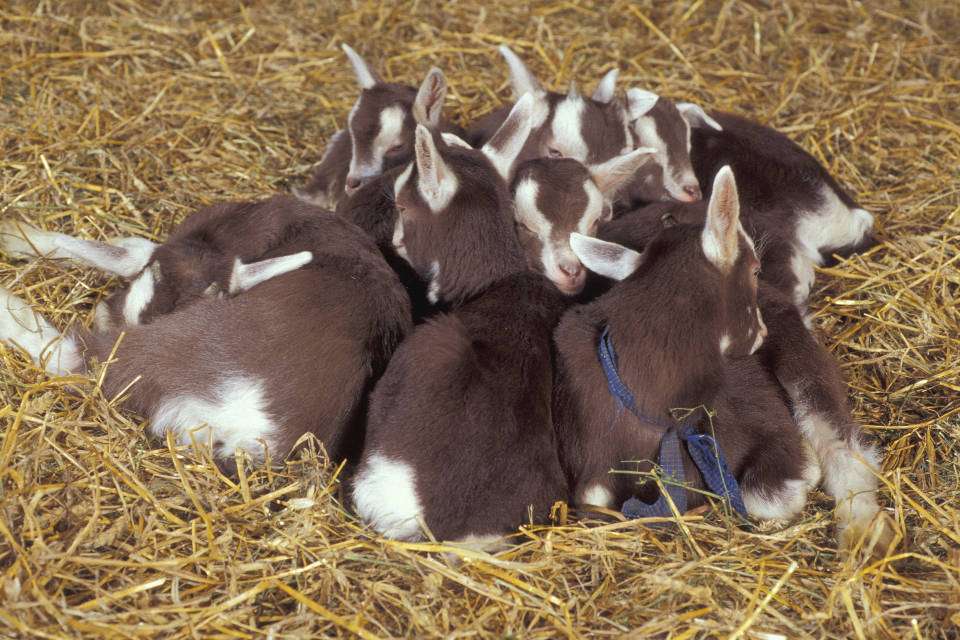 Ziegen (Quelle: Dominic Menzler)